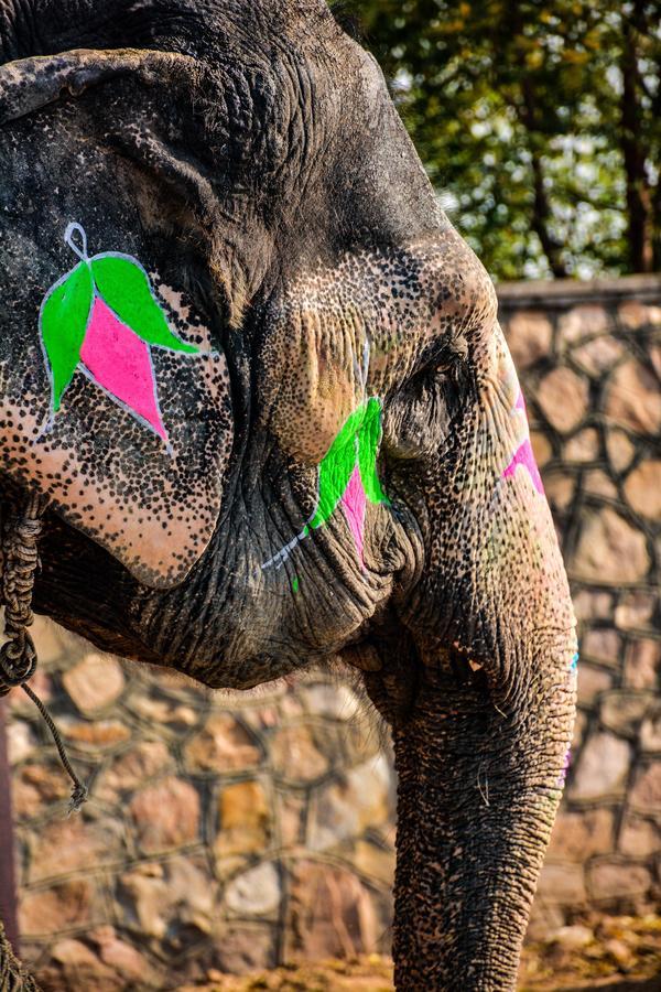 Hathi Mauja Jaipur Eksteriør billede